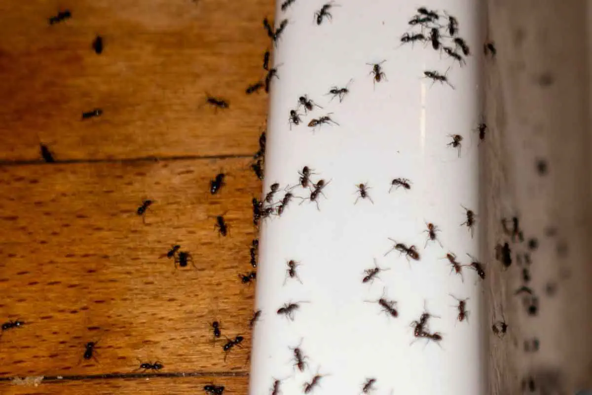 Ant Control Ant Control