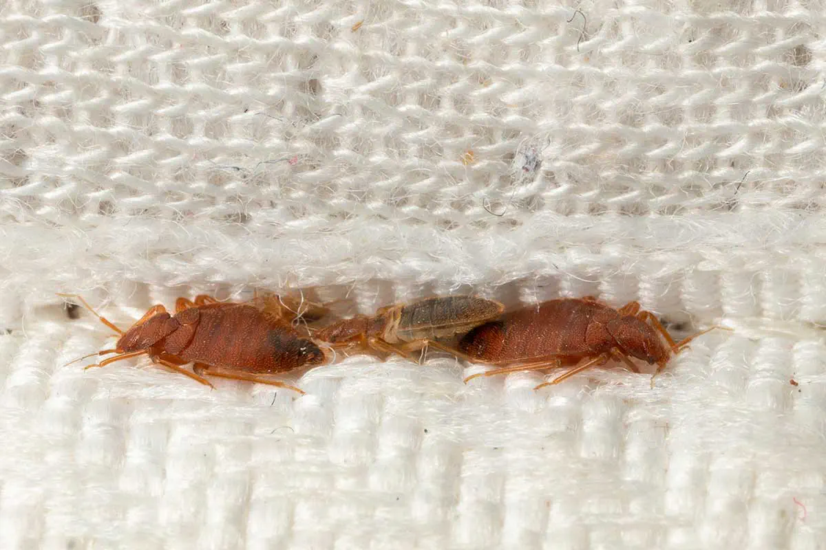 Bed Bug Extermination Bed Bug Extermination