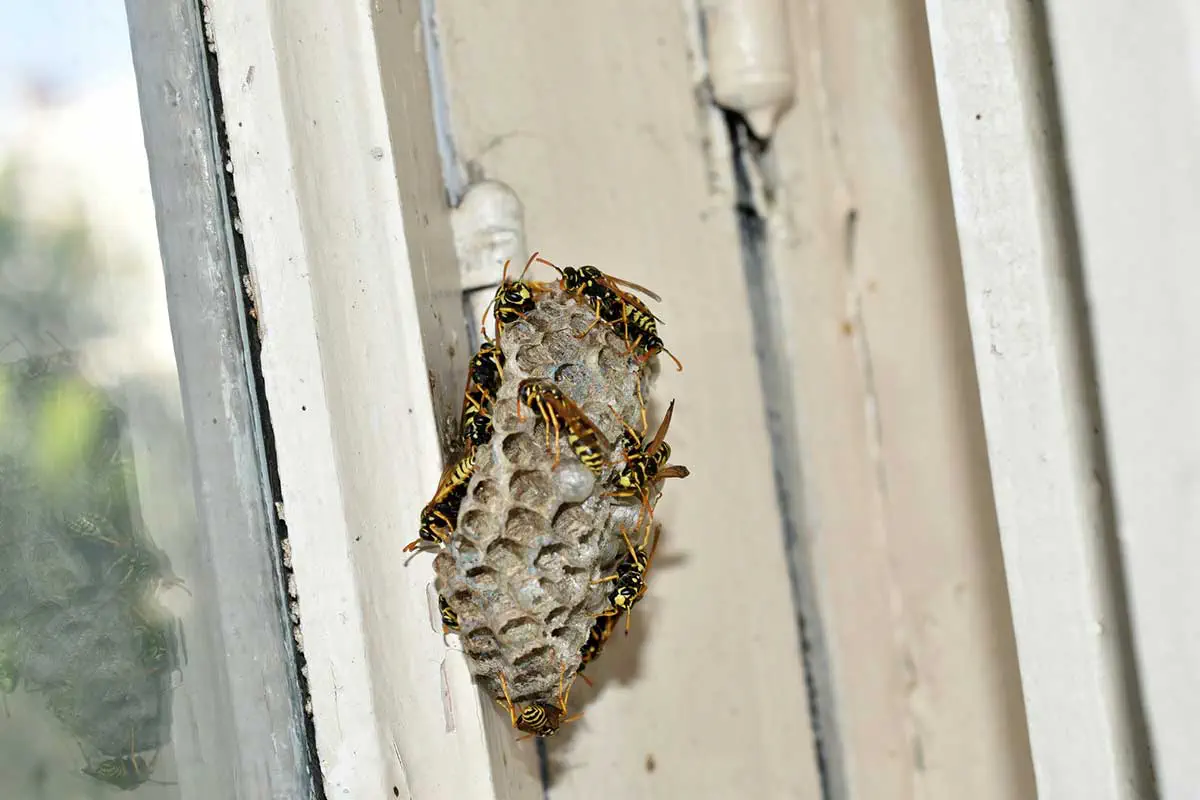 Bee & Wasp Control Bee & Wasp Control