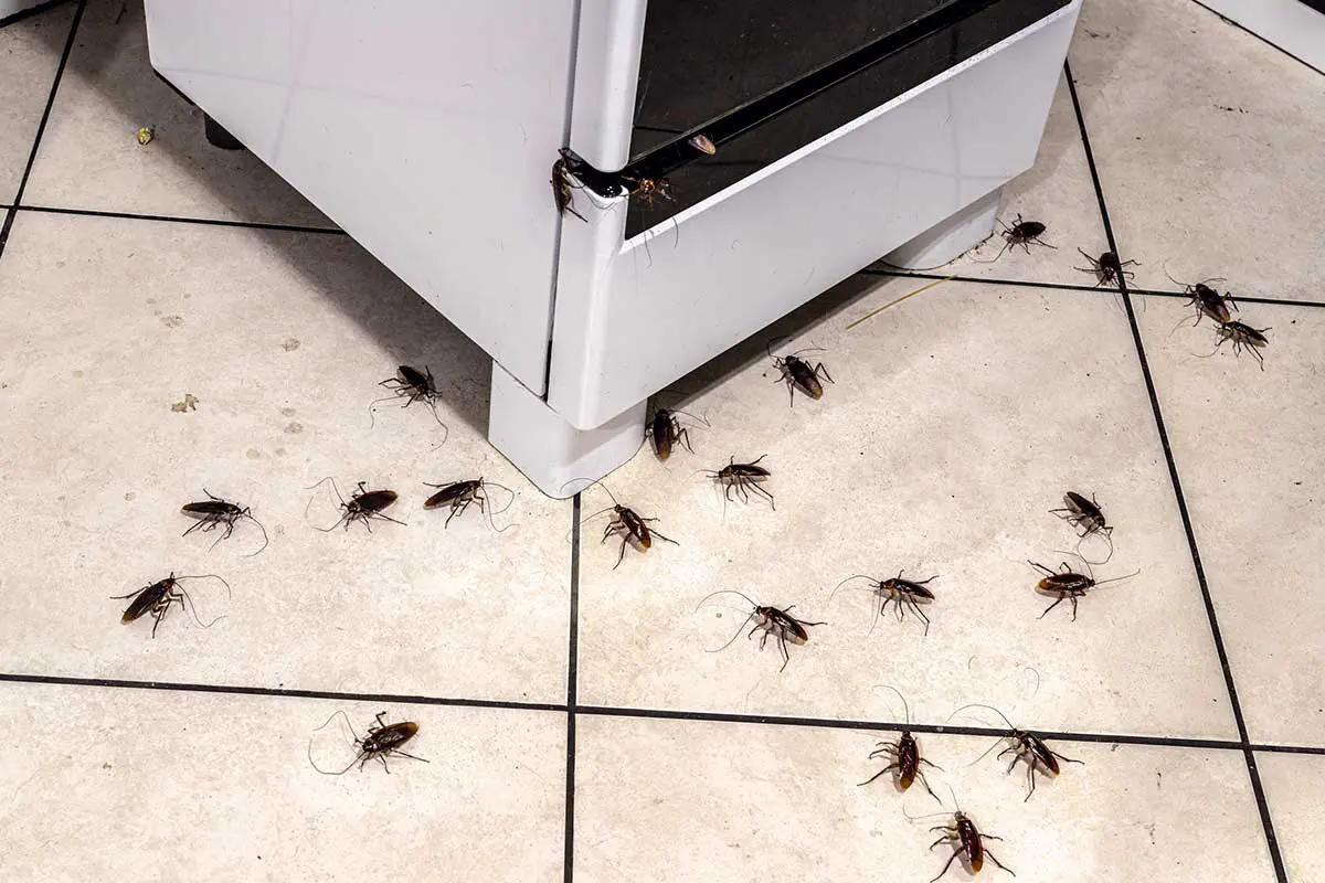 Cockroach Control