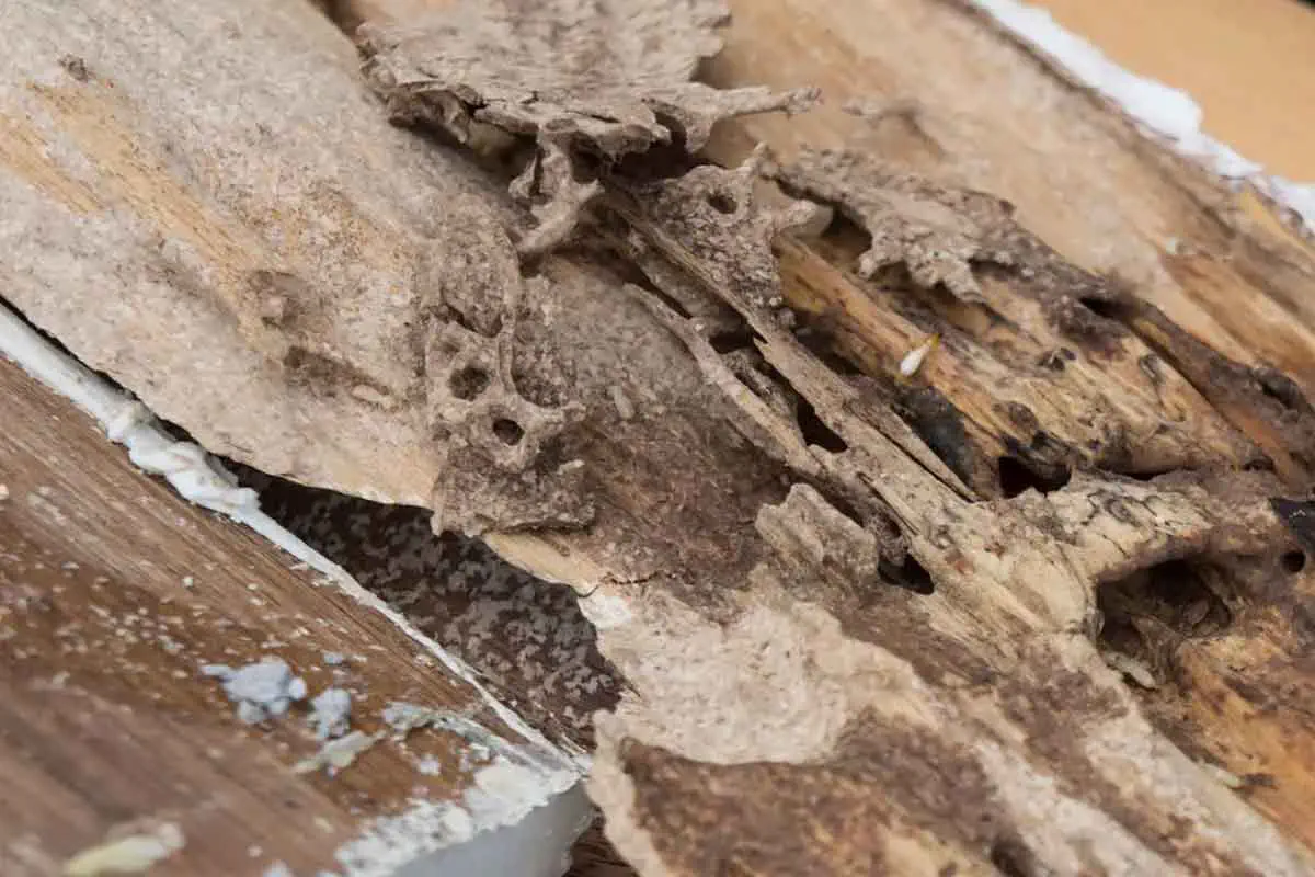 Termite Inspection Termite Inspection