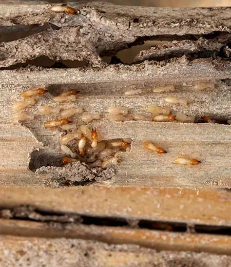 Termite Protection Termite Protection