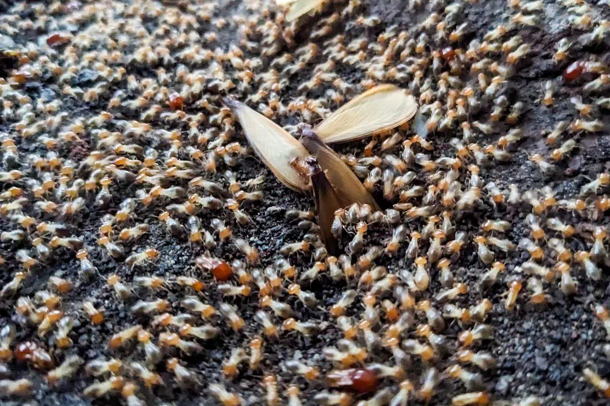 Termite Treatment Termite Treatment