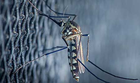 What are the signs of a pest infestation?