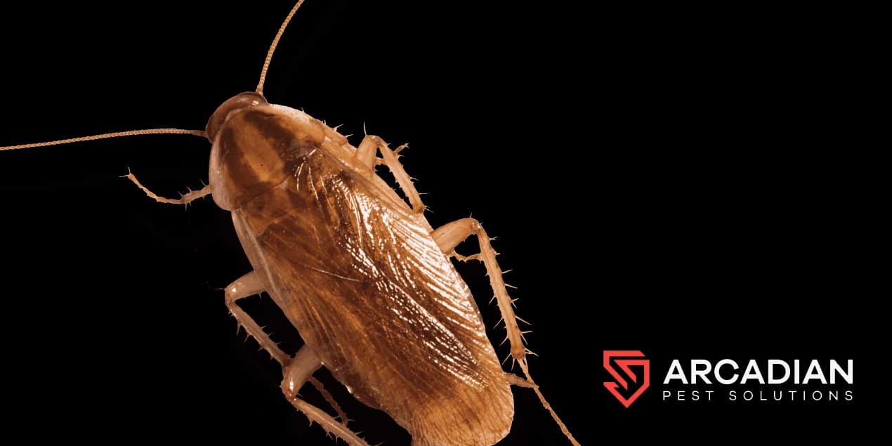 German cockroach pest control in Norman Estates, Gledswood Hills German cockroach pest control in Norman Estates, Gledswood Hills